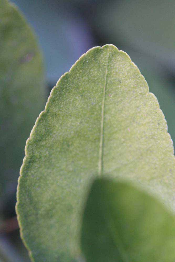            Margin (Mexican, Riverside, CA)   